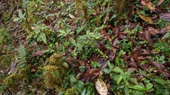Berberis morii
