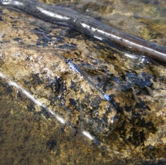 Paracercion calamorum calamorum