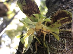 Sarcochilus parviflorus