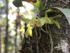Sarcochilus parviflorus