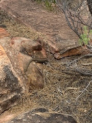 Liopholis personata