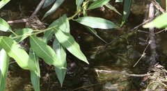 Pseudocopera rubripes