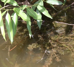 Pseudocopera rubripes