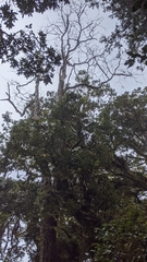 Sassafras randaiense