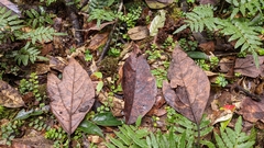 Sassafras randaiense