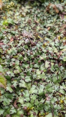 Marchantia paleacea