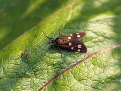 Dysauxes punctata
