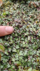Marchantia paleacea