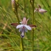 Eulophia zeyheriana - Photo (c) julie braby, algunos derechos reservados (CC BY-NC-SA), subido por julie braby