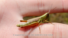 Mongolotettix vittatus