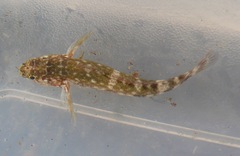 Mauligobius maderensis