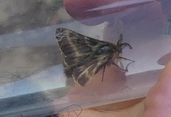 Malacosoma alpicolum