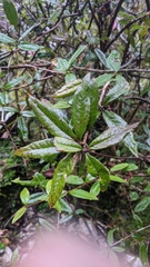 Berberis morii