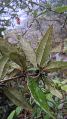 Berberis morii