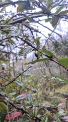 Berberis morii