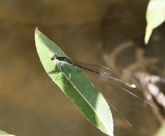 Pseudocopera rubripes