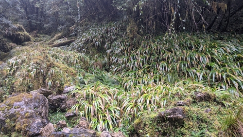 Image of Iris formosana by (c) Cheng-Te Hsu, some rights reserved (CC BY)