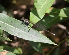 Pseudocopera rubripes
