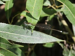 Pseudocopera rubripes