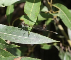 Pseudocopera rubripes