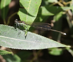 Pseudocopera rubripes