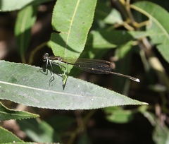 Pseudocopera rubripes