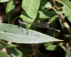 Pseudocopera rubripes