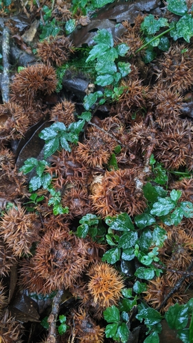 Castanopsis faberi (Castanopsis faberi)