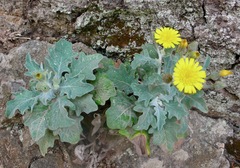 Andryala pinnatifida