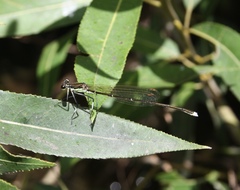Pseudocopera rubripes