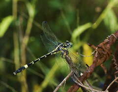 Austroepigomphus praeruptus