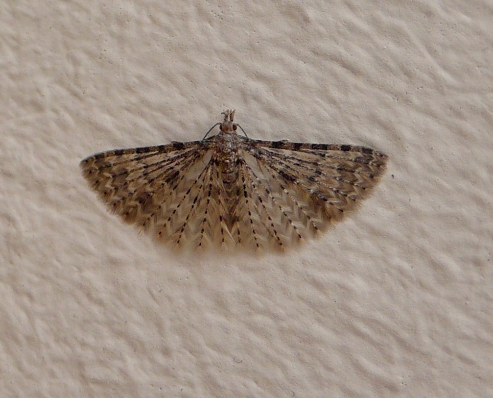 Alucita canariensis
