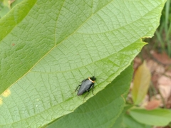 Hemithyrsocera palliata