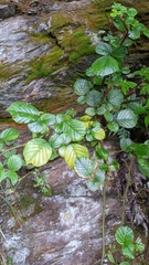 Rubus wallichianus