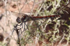 Sympetrum nigrifemur