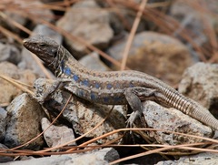 Gallotia galloti galloti