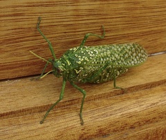 Physemacris variolosa