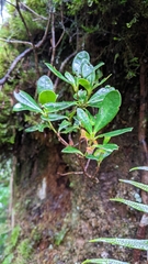Rhododendron kawakamii