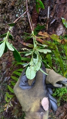 Rhododendron kawakamii