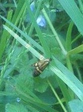 Nemophora degeerella