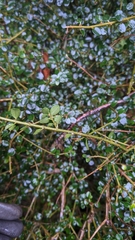 Ligustrum morrisonense