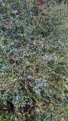 Ligustrum morrisonense