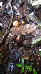 Lithocarpus lepidocarpus