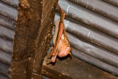 Macronycteris commersonii