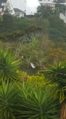 Hemiphaga novaeseelandiae