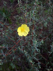 Cistus calycinus