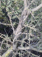 Geoffroea decorticans