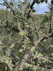 Geoffroea decorticans