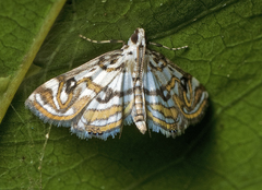 Parapoynx polydectalis