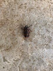 Mahanarva costaricensis
